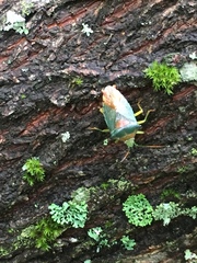 Acanthosoma denticaudum