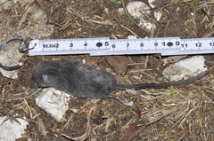 Sorex alpinus