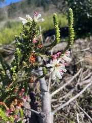 Erica colorans