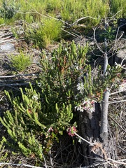 Erica colorans