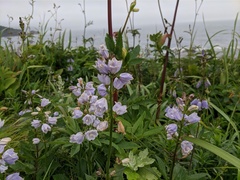 Adenophora triphylla