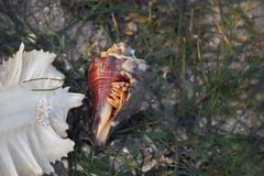 Clibanarius infraspinatus