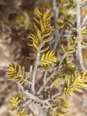 Thymelaea hirsuta