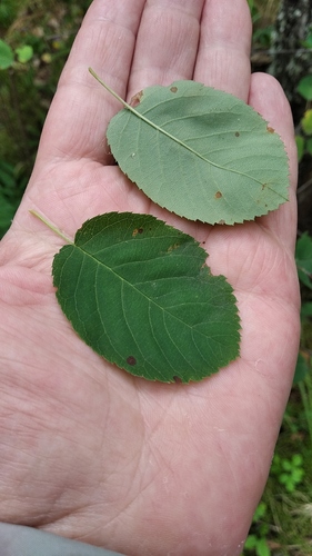 Varpinė medlieva nuotrauka