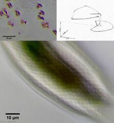 Aspidiophorus squamulosus