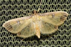 Eulepte anticostalis