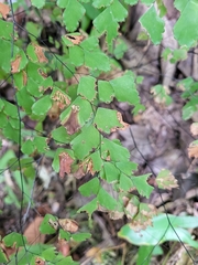 Adiantum fragile