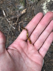 Arceuthobium vaginatum cryptopodum