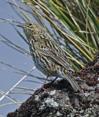 Anthus antarcticus
