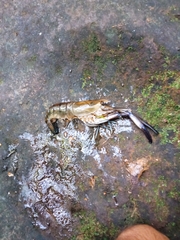 Macrobrachium carcinus