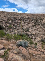 Dasylirion parryanum