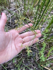 Cyperus dentatus