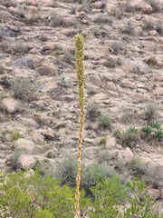 Dasylirion parryanum