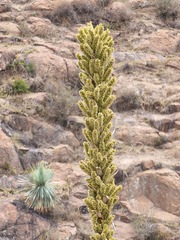 Dasylirion parryanum