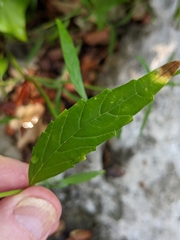 Galeopsis angustifolia