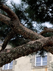 Pinus sylvestris