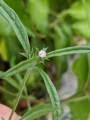 Galeopsis angustifolia