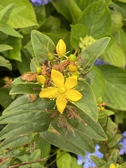 Hypericum foliosum