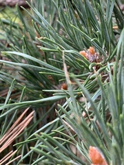 Pinus sylvestris