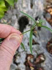 Galeopsis angustifolia