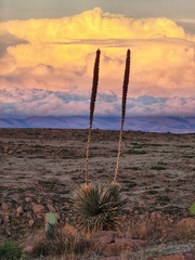 Dasylirion parryanum