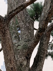 Pinus sylvestris