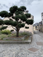 Pinus sylvestris