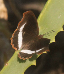 Eurytela hiarbas