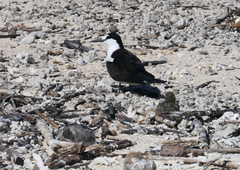 Onychoprion fuscatus