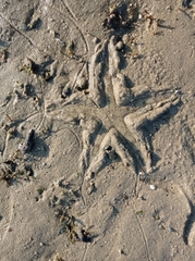 Archaster typicus