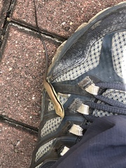 Eutropis longicaudata