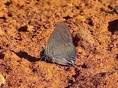 Calycopis bellera