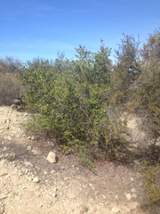 Cercocarpus betuloides betuloides