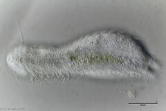 Lepidodermella squamata