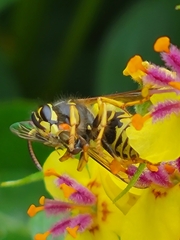 Dolichovespula arenaria