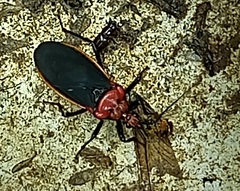 Rhiginia cinctiventris