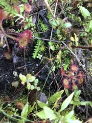 Drosera rotundifolia image