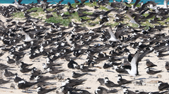 Onychoprion fuscatus