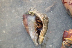 Clibanarius infraspinatus