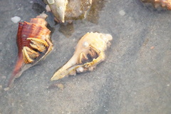 Clibanarius infraspinatus