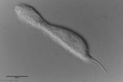 Ichthydium forficula