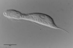 Ichthydium forficula