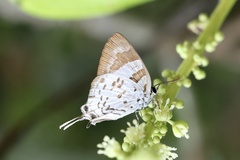 Bindahara phocides