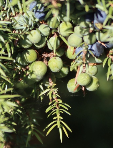 Photograph of Junipers