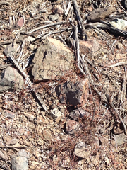 Chorizanthe staticoides