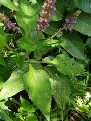 Coleus monostachyus