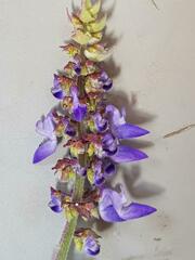 Coleus monostachyus