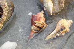 Clibanarius infraspinatus