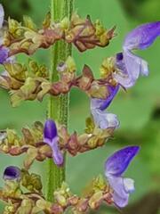 Coleus monostachyus