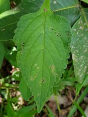 Coleus monostachyus